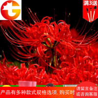 绿植曼珠沙华彼岸花种子盆栽石蒜科曼陀罗种子种球室内四季种花卉