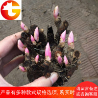 芍药根块多年生花卉观花绿植物室内外地栽盆栽牡丹苗带芽四季开花