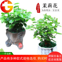 茉莉花盆栽室内驱蚊草净化空气绿植观花植物阳台花卉植物茉莉盆景
