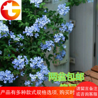 蓝雪花盆栽小木槿凌霄白雪花蓝雪花苗爬藤绿植花卉盆栽2盆 邮