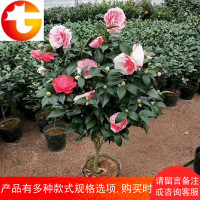 山茶花盆栽带花苞五色赤丹茶花树苗名贵花卉室内浓香绿植四季开花