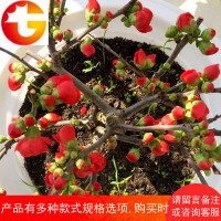 海棠花盆栽带花苞四季海棠树苗植物室内花卉绿植海棠花苗海棠盆景