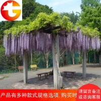 紫藤树苗花苗盆栽四季攀援阳台花卉爬藤绿植物庭院凌霄紫藤萝攀爬