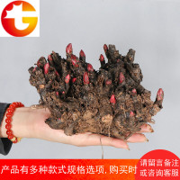 芍药根块带芽种子赛牡丹花庭院园地栽盆栽花卉绿植多年生种球根苗