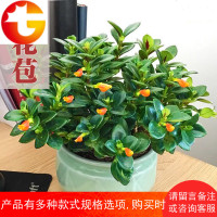 金鱼花 金鱼吊兰花卉盆栽观花植物室内花绿植盆栽 邮