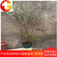 雪柳植物喷雪花苗盆栽花卉绿植珍珠梅绣线菊大苗雪柳叶鲜枝条雪梅