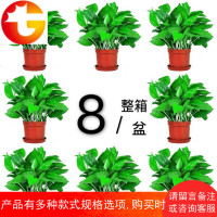 大叶绿萝植物盆栽室内吸除甲醛长藤绿箩吊兰花卉水培绿植办公