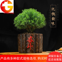 大蓬莱松球松刺柏绿植新奇盆栽办公室家居生肖驱蚊花卉盆景旺来松