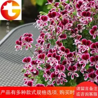 天竺葵盆栽带花净化空气植物家庭园艺阳台绿植花卉