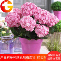 花苗盆栽八仙花无尽夏万华镜阳台庭院多年生耐寒绿植花卉