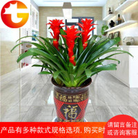 鸿运当头盆栽凤梨花小红星四季开花室内绿植花卉水培植物净化空气