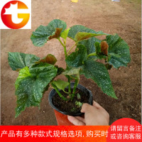 四季开花竹节海棠秋海棠 盆栽花卉观花植物 创意迷你盆栽