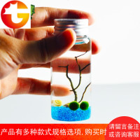 marimo幸福海藻球微景观生态瓶创意负离子diy小盆栽迷你植物 水培