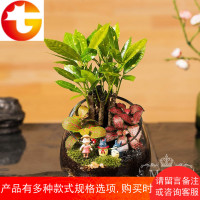 []创意迷你植物苔藓微景观办公绿植 乔迁微盆景生态瓶