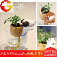 吸水盆栽 办公室迷你植物 桌面绿植 含羞草diy创意学生礼品