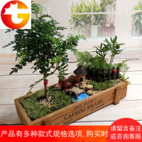 苔藓微景观办公室小盆栽创意迷你diy植物室内植物小盆景微缩景观