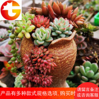 透气多口棕色个性复古创意植物小老桩庄多肉花盆陶瓷特价清仓