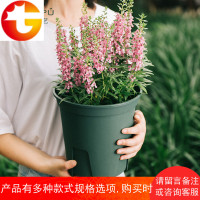 花盆特大号清仓塑料花盆绿萝花盆盆景兰花盆大口径懒人花盆青山盆