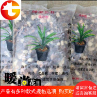 兰石兰花培养基混合型兰花专用营养土无菌无味透气兰花土园艺