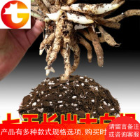 兰花土专用土君子兰绿萝土兰花石斛植料松树皮珍珠岩松针通用 邮
