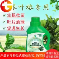 琴叶榕植物肥料室内绿植盆栽专用型浓缩营养液多元复合肥