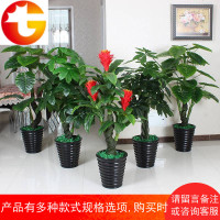 假发财树仿真植物盆栽滴水观音盆景大型客厅落地绿植树装饰塑料花