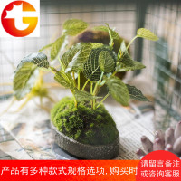 龟背叶网纹草仿真绿植盆景摆件装饰桌面氧气植物永生长青