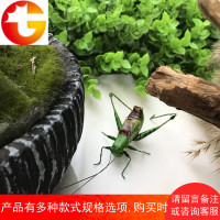 仿真蝈蝈蛐蛐螳螂蚂蚱天牛模型泥塑工艺品园艺盆景装饰昆虫冰箱贴