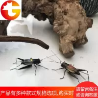 仿真泥塑昆虫模型蛐蛐螳螂蚂蚱蝈蝈天牛书房客厅装饰摆件冰箱贴