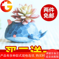 zakka多肉花盆创意可爱卡通鲸鱼动物肉肉植物装饰花器盆栽小摆件