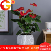 创意陶瓷花盆桌面式装饰芦荟茉莉兰花盆栽阳台清新裂纹陶瓷花盆