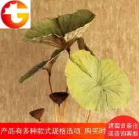 天然落地荷叶干枝制作假花装饰花客厅室内装饰干花真花干荷花