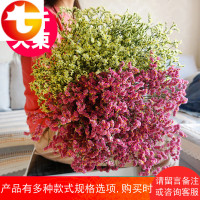云南天然风勿忘我满天星干花超大花束装饰客厅鲜花真花插花论斤卖