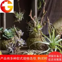 []空气凤梨多肉植物树根吊饰仿真垂吊绿植壁挂摆件设计空间
