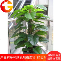 仿真植物假装饰花树单杆包棕胶叶大叶中号绿萝滴水客厅端午礼物