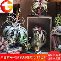 []霸王空气凤梨高档仿真花植物电烫卷Steptophylla另类陈列