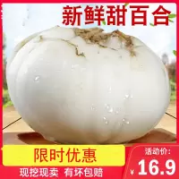 [尝鲜推荐]陇卉甘肃兰州新鲜百合500g<2袋16个果>现挖新货天然新鲜百合蔬菜