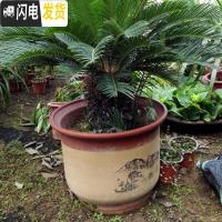 三维工匠花盆紫砂陶瓷花盆 兰花盆特大号红陶大码陶瓷盆 22+25(2个盆) 大花盆容器