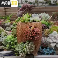 三维工匠复古创意个性多肉悬崖老桩高花盆缺口造型控型盆陶瓷绿植老庄花器 口径7.5高12不含花 中等花盆容器