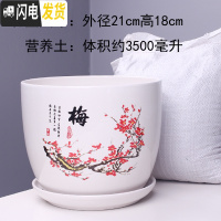 三维工匠特大号花盆陶瓷简约吊兰创意绿萝家用阳台多肉花盆带托盘 303红梅特大号+土 特大花盆容器