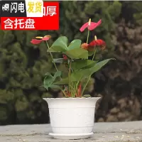 三维工匠波浪花边莲花盆塑料树脂仿陶型大花盆多肉绿萝花盆可水培送托盘 白色[开孔留言] 特大号[口径27cm]5个花盆容器