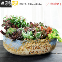 三维工匠大口径拼盘多肉花盆陶瓷个性粗陶肉肉植物大号创意小花盆 拼盘-花边粗陶蓝边(带孔) 中等花盆容器