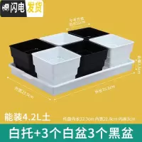 三维工匠美莳多肉控根花盆带托盘大号透气肉肉植物花盆创意多肉塑料花盆器 白托+黑白盆各3个(口径10cm) 中等花盆容器
