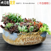 三维工匠大口径拼盘多肉花盆大号创意个性陶瓷简约粗陶多肉植物小花盆 拼盘-花边粗陶蓝边(带孔) 大花盆容器