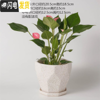 三维工匠陶瓷花盆北欧特大号中号简约桌面多肉盆栽绿萝吊兰带托盘 乳白色228亚白点 特大花盆容器