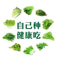 蔬菜种子[10包菜种+肥料]花卉四季易种室内阳台瓜种子番茄种