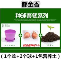 [5个郁金香种球+水培养盆+营养液]荷兰郁金香水培土培植物花卉