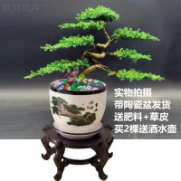 带陶瓷盆+底座 迎客松盆景松柏树苗室内盆栽花卉绿植四季常青耐寒
