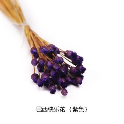 干花花束巴西快乐花风干花朵客厅装饰摆件花瓶天然干花插花真花 紫色快乐花/1束