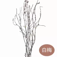 干树枝装饰花藤树干风干带花树枝花瓶插花天然客厅挂壁摆设永生花 白梅1支